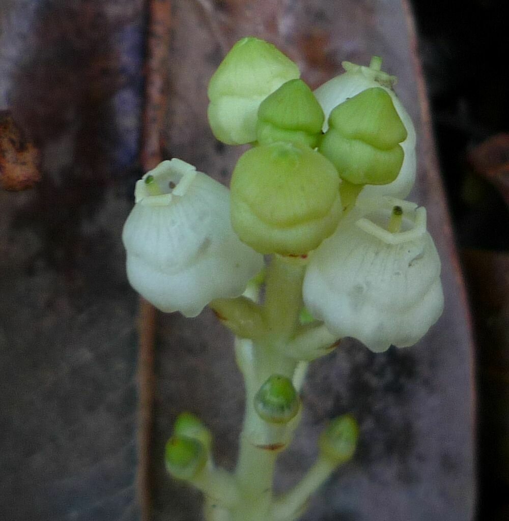 High Resolution Arbutus menziesii Flower